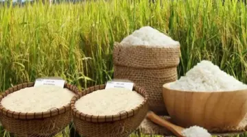 سعر الأرز اليوم، 8 أبريل: ارتفاع أسعار الأرز الطازج.